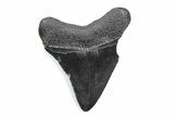 Serrated, Fossil Megalodon Tooth - South Carolina #370463-1
